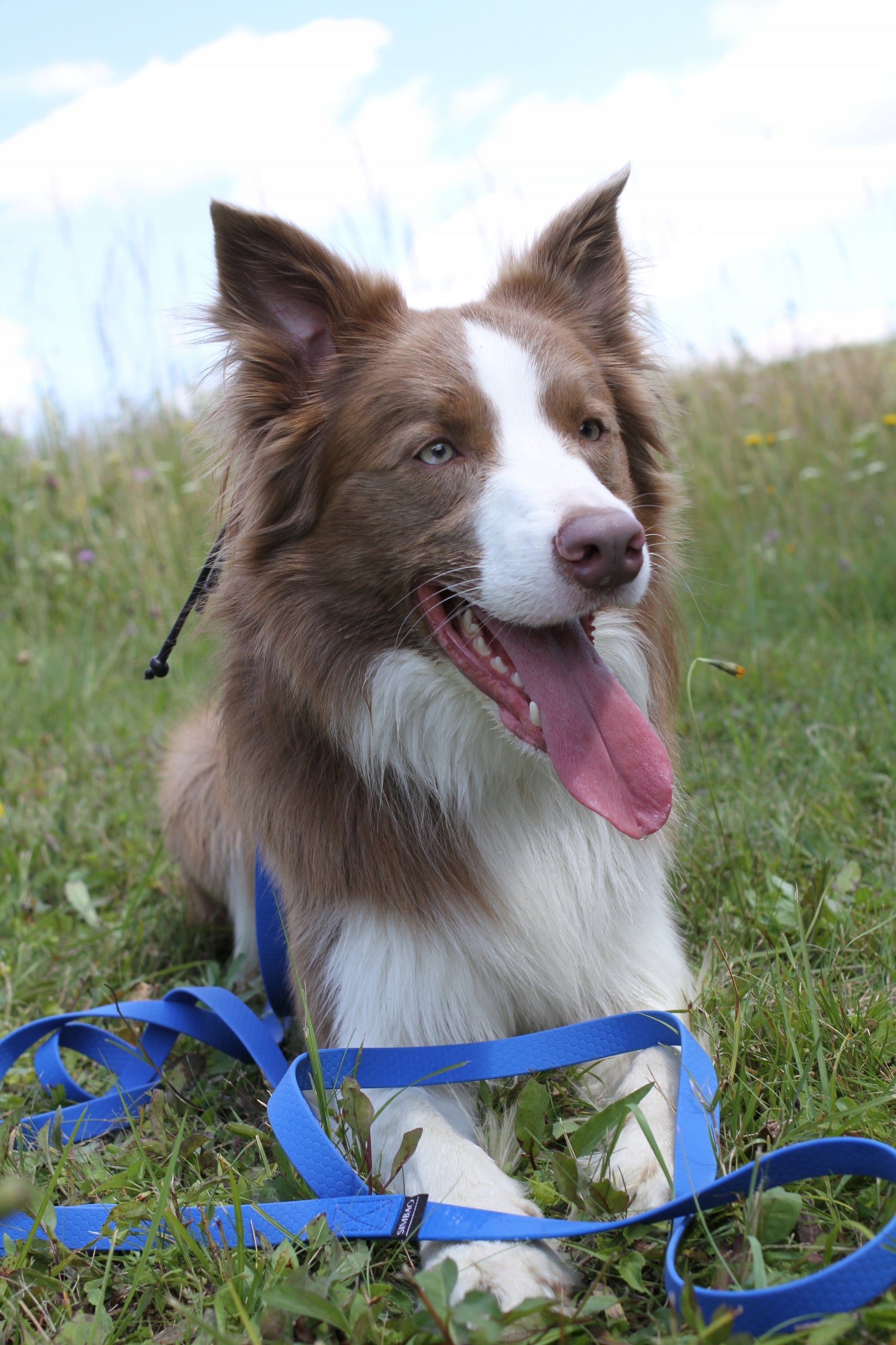 TRAINING LEASH FOR LARGE AND MEDIUM BREED DOGS 5m Brand SIMBAO