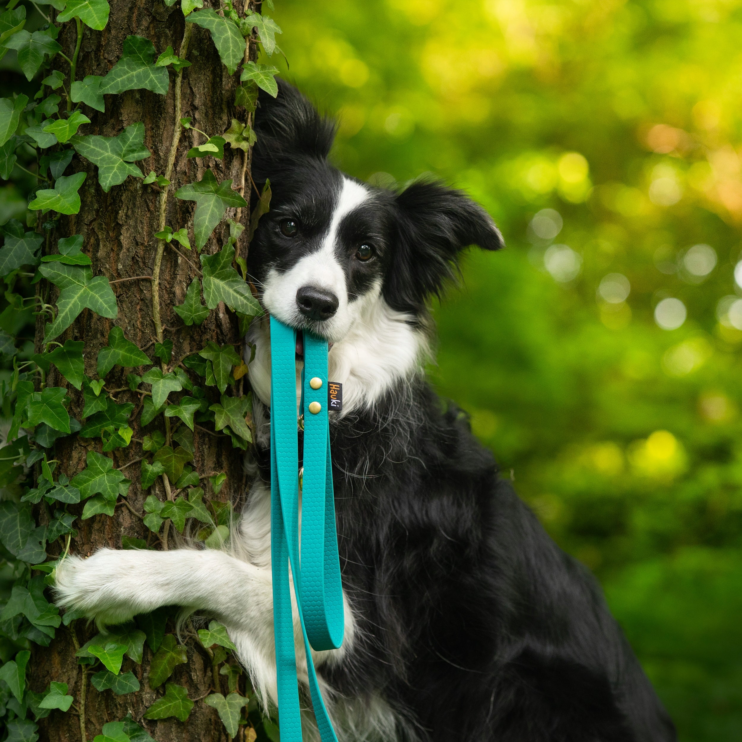TRAINING ROPE FOR BIG DOG 10M. DOG LEASH. DURABLE, HEXA PATTERN Kind training rope