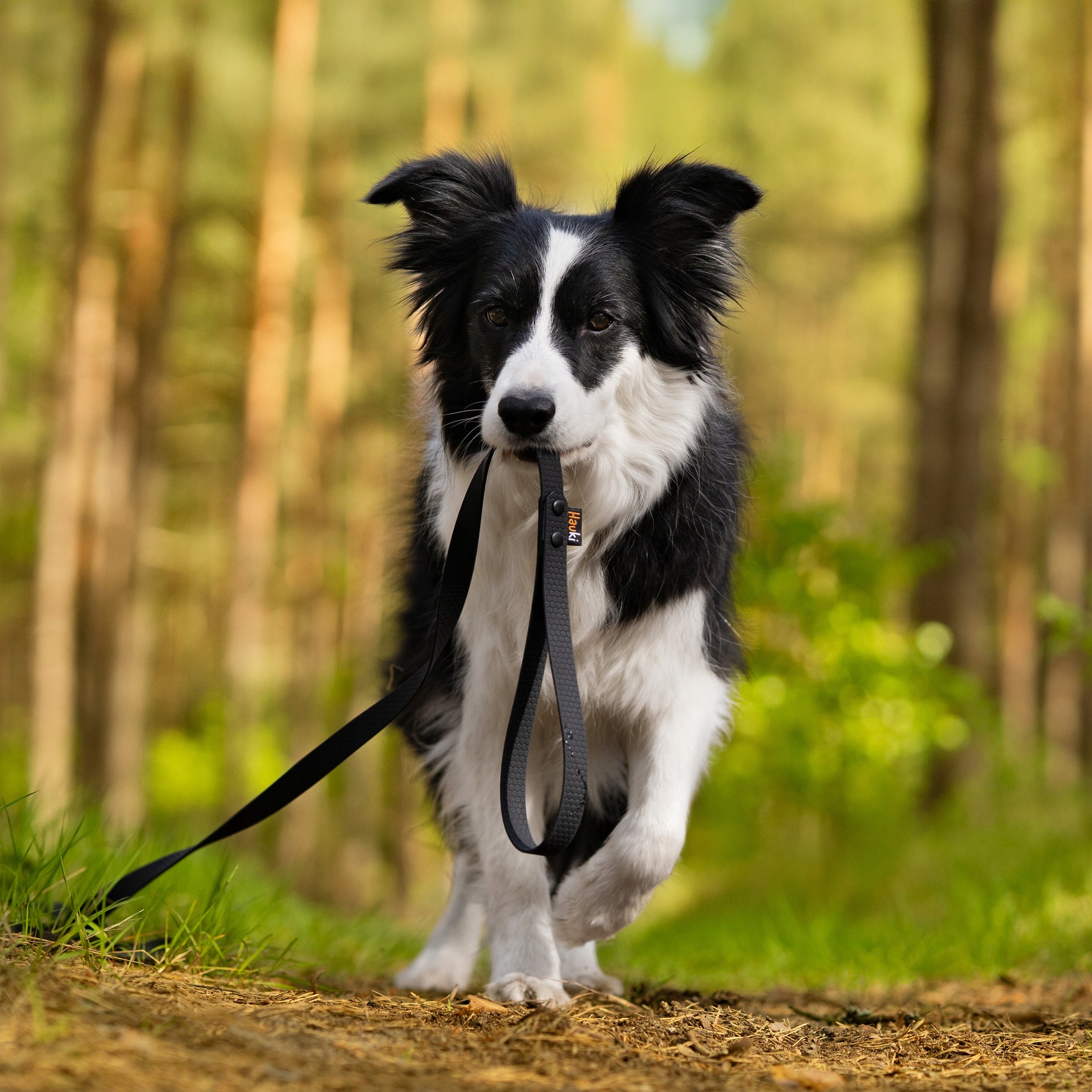 TRAINING ROPE FOR SMALL DOG 5M. BLACK CITY LEASH FOR DOG. HEXA PATTERN Maximum leash length 5 m