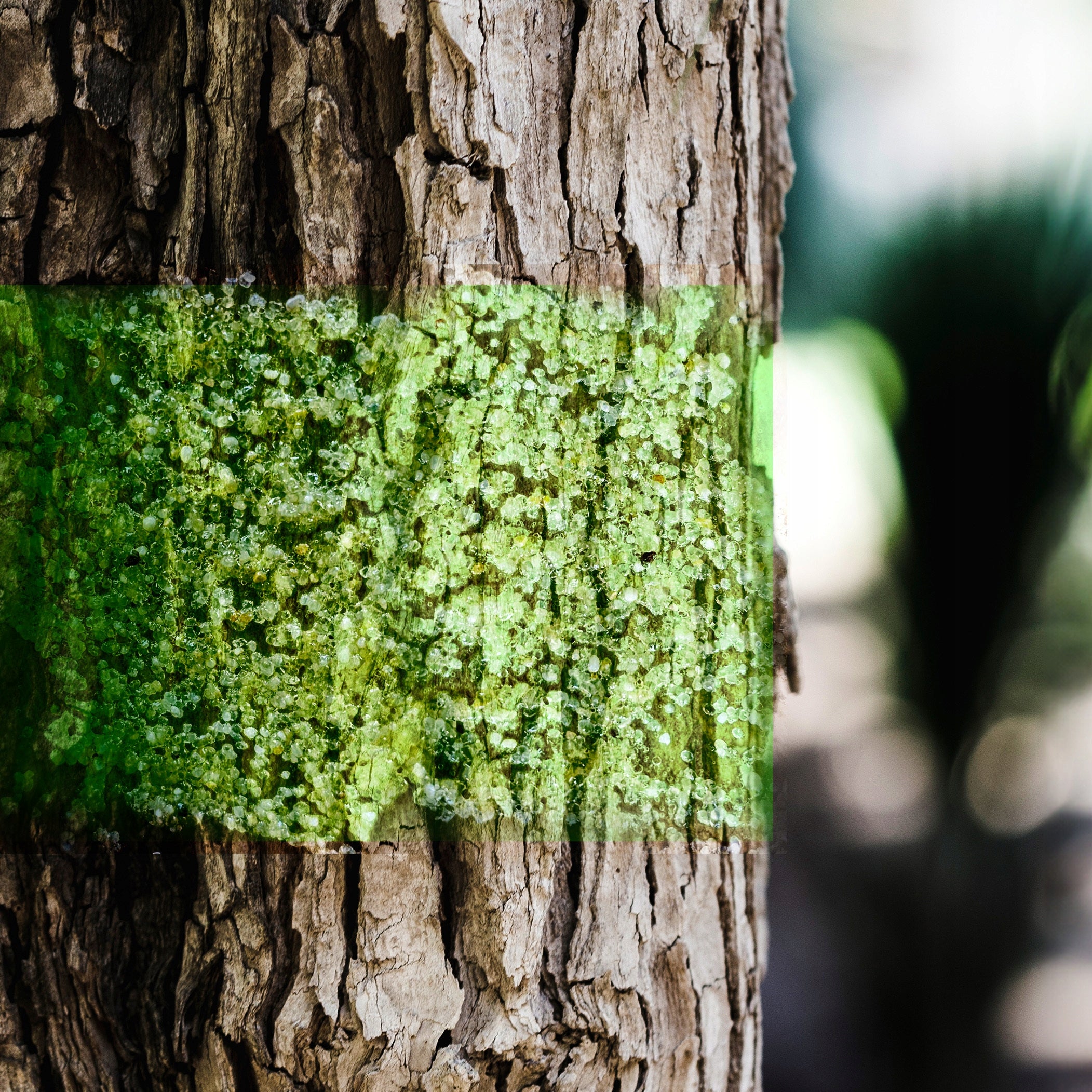 TREE PROTECTION ANTI-BITING AGENT DEER DETERRENT Use Against wild animals
