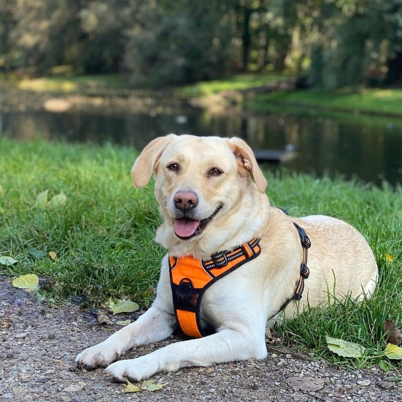 TRUELOVE EASY WALK DOG HARNESS STRONG DURABLE REFLECTIVE ORANGE XL Size XL