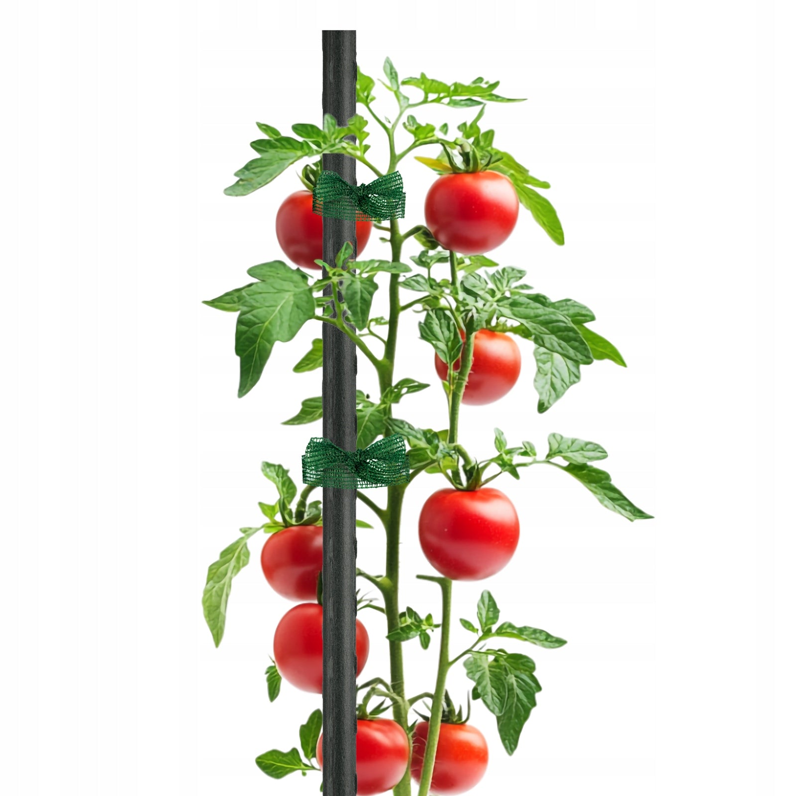 Tape Cord for Elevating Plant Tomatoes Shoots Beans Stem 3 pcs. 3m Color green