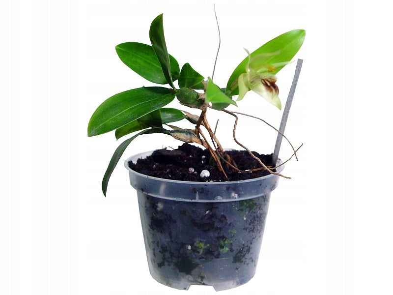 Transparent colorless pot for orchid 8cm 5pcs Material synthetic material