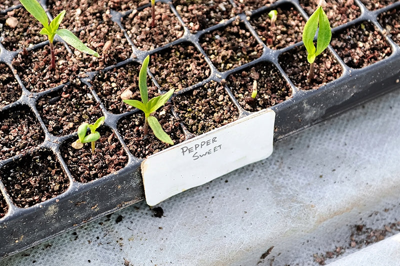 Transport Tray 52x31 cm for sowing seedlings high Cuvette H 5 cm Brand GardenPlus+