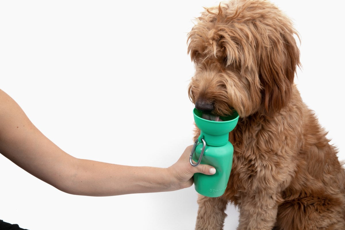 Travel bottle for dogs Springland blue 0,59 l Brand Springland
