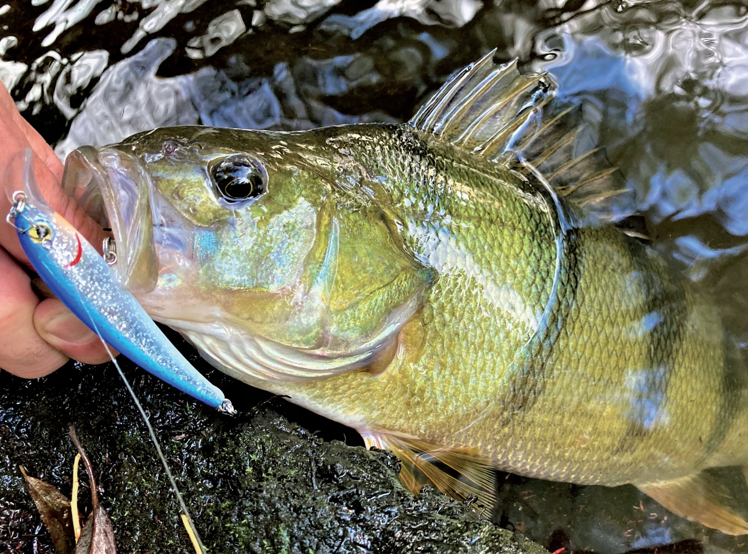 Trout Wobbler 7cm 5g Sea trout bait Trout Perch Brand Kinetic