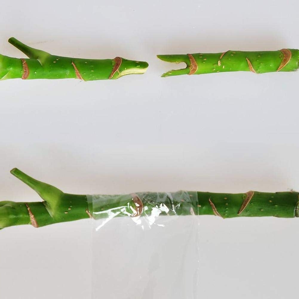 VACCINATION TAPE VACCINATION OF TREE VINES TRANSPARENT 100m Material synthetic material
