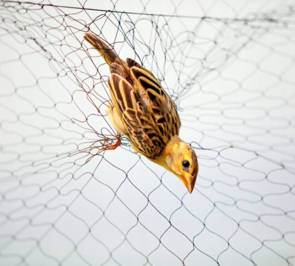 Very STRONG BIRD NET wide 10m any length THICK spolt 35g UV Manufacturer code siatka na ptaki koty borówkę czereśnie