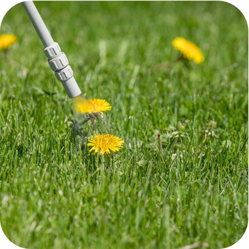WEED REMEDY IN GRASS OLD LAWNS 250ml for dicotyledonous weeds Manufacturer code oprysk preparat chwastobójczy w trawniku