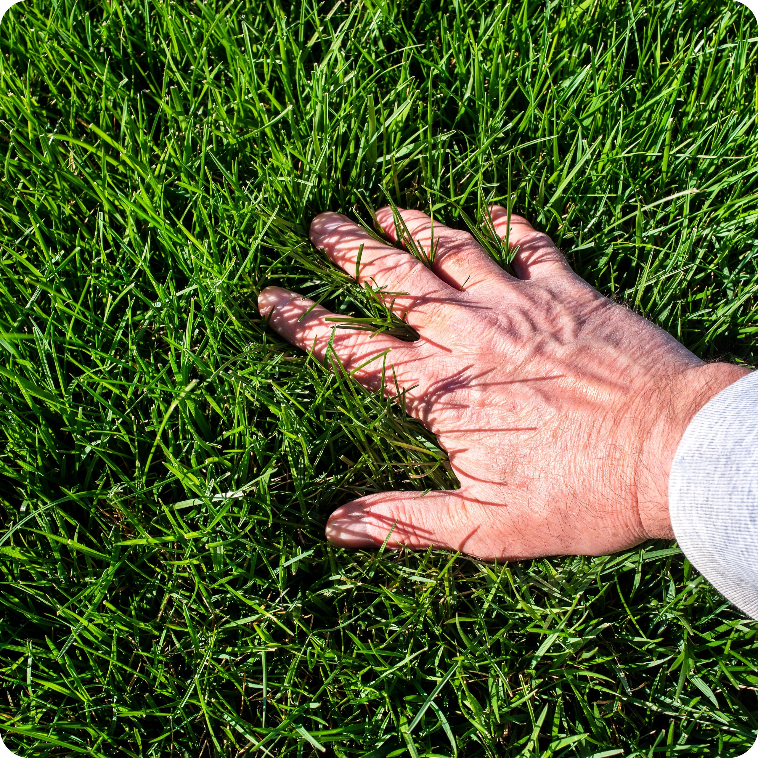 WEED REMEDY IN GRASS OLD LAWNS 250ml for dicotyledonous weeds Volume 0.25 l