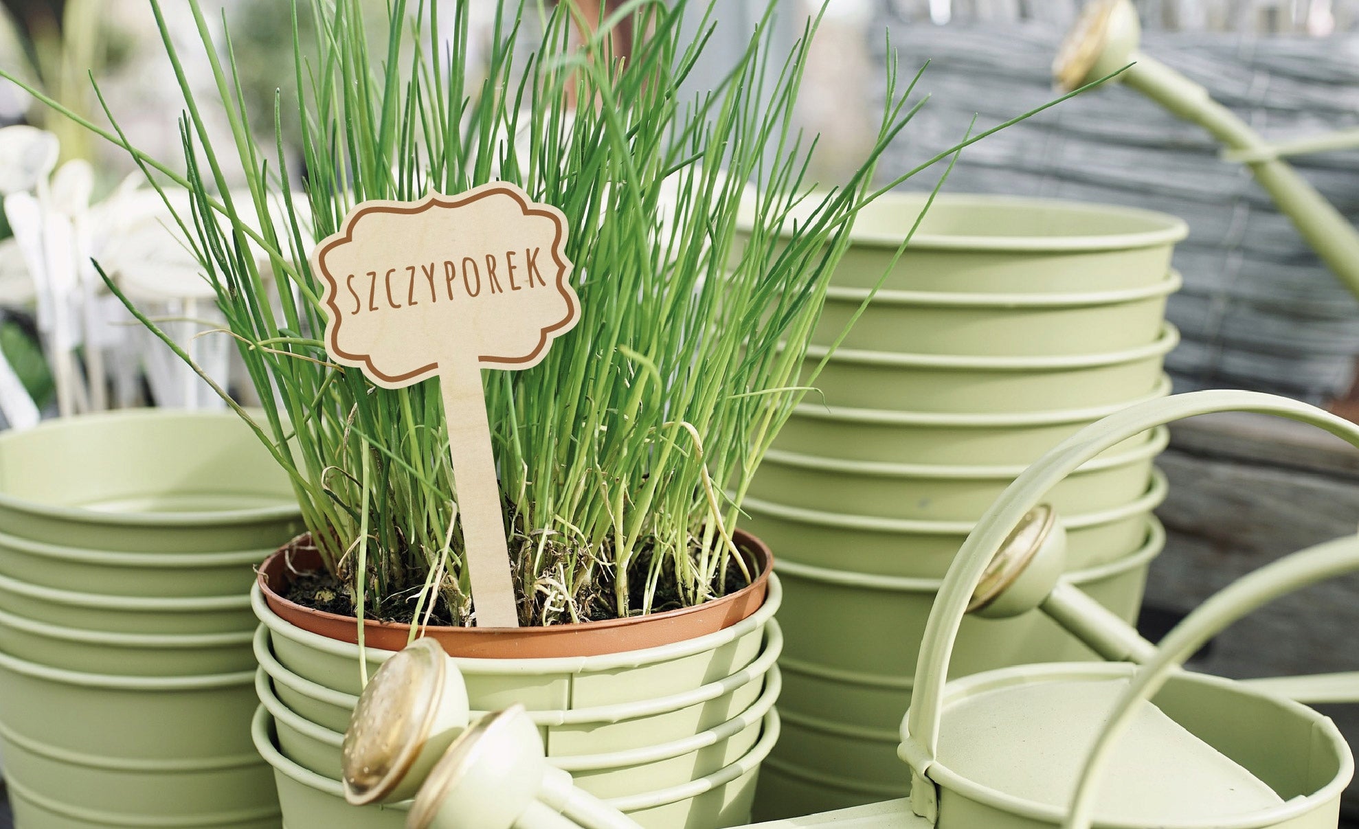 WOODEN PLATES labels for herbs PLANTS engraving Color other