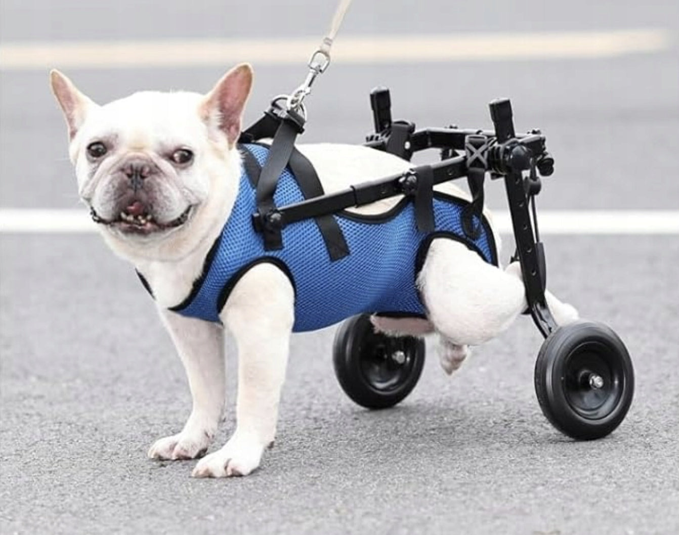 Wheelchair for dogs M blue plastic Trade name Wózek inwalidzki