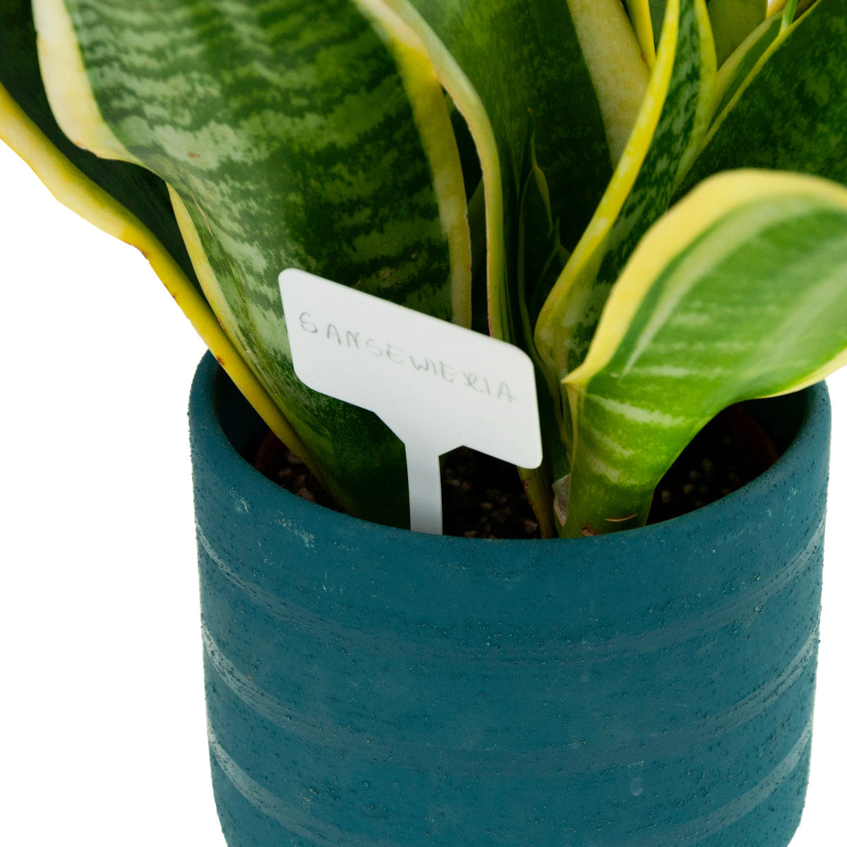 White orchard labels for describing plants 25 pcs. + pencil Product height 13.5 cm