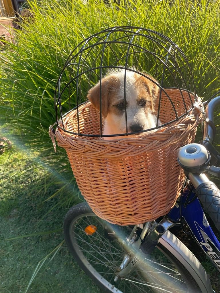 Wicker basket for PSA bike up to 10kg Transporter + insert and pillow Main material wicker