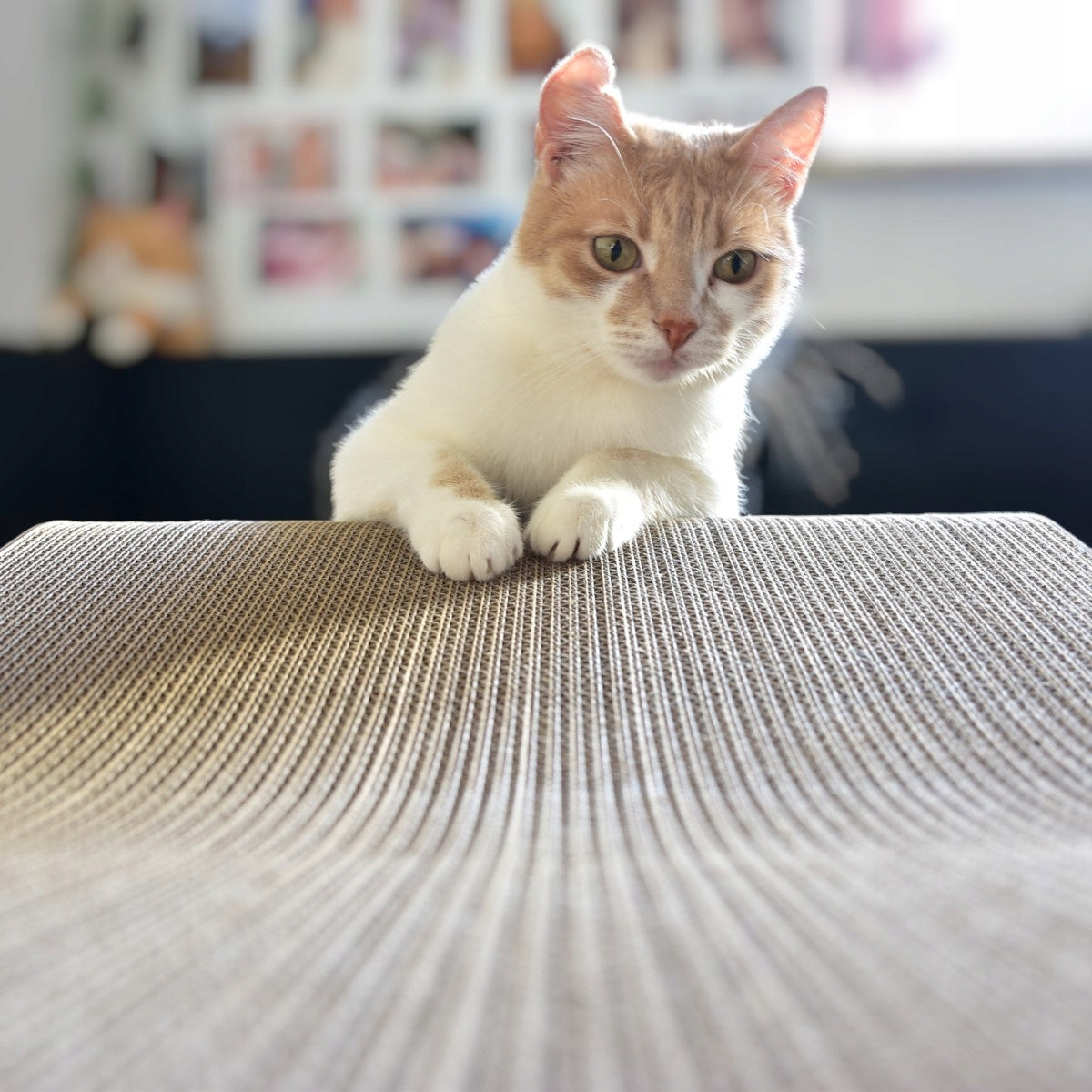 Wide Cat Scratching Post Mruu&Pruu 70x23x40 cm BROWN Height (cm) up to 60 cm