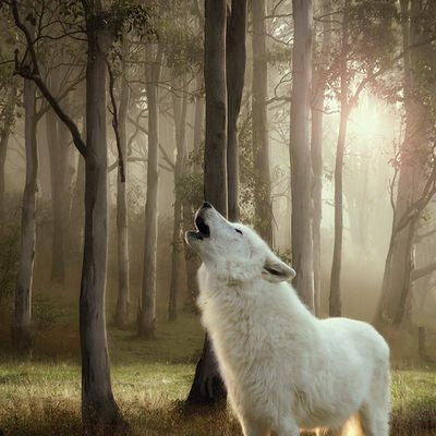 Wolf of Wilderness Poultry beef can wet dog food 400g PROMOTION Brand Wolf of wilderness