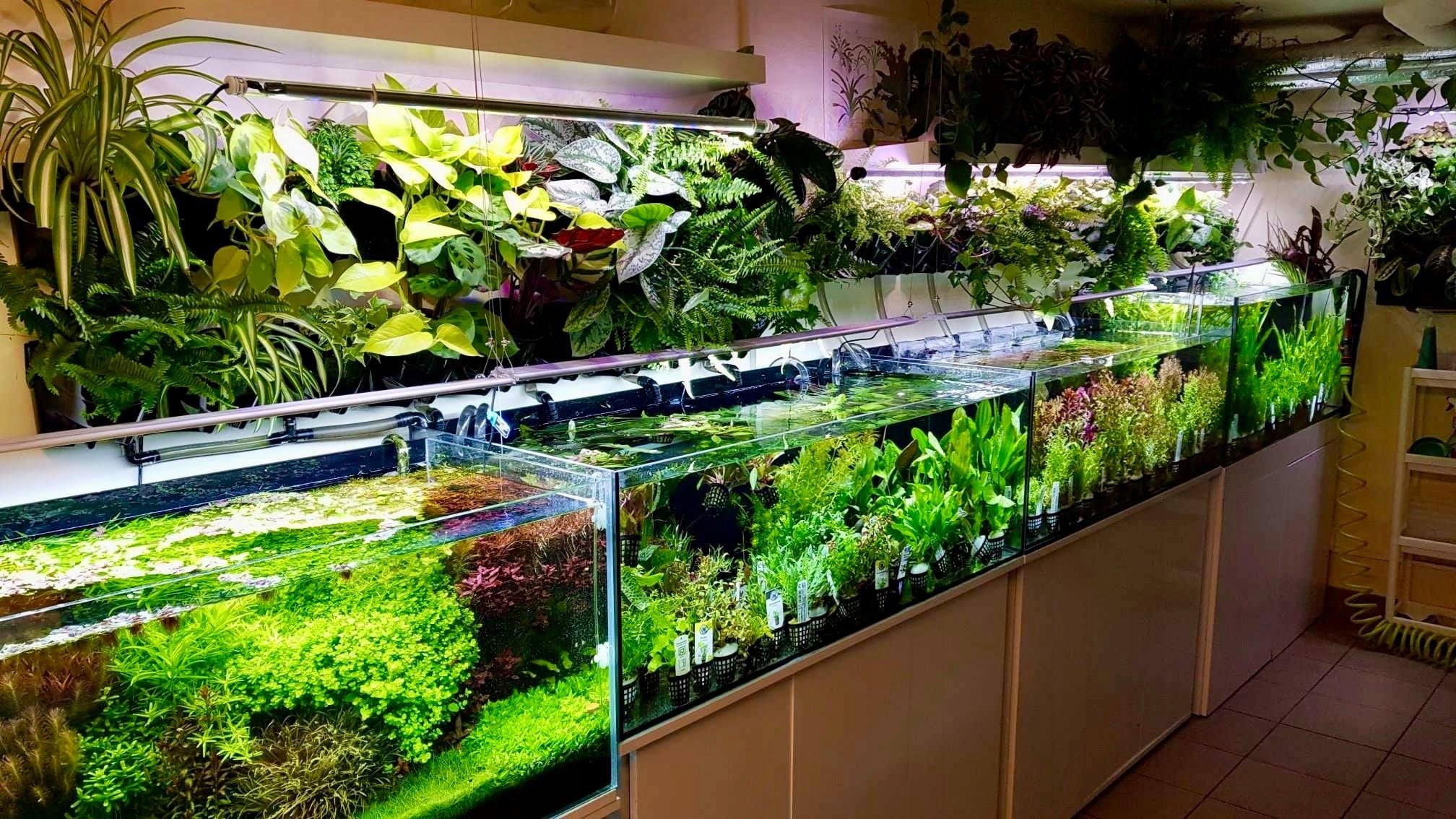 Aquariumzubehör: Trixie Sicherheits-Rückschlagventil-Set, transparent, ø 5 mm, 2-tlg.