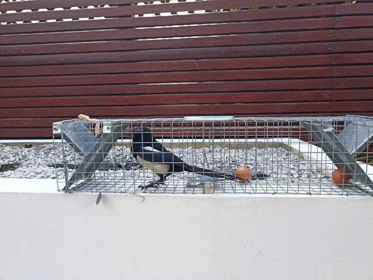 Gyvūnų gaudyklė LIVETRAP kiaunėms, audinėms, žiurkėms