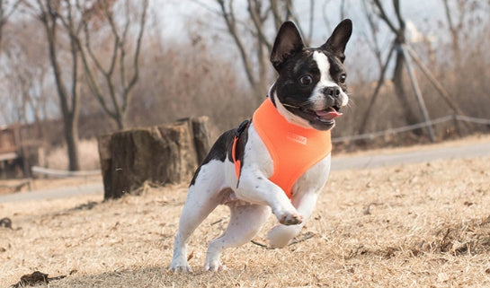 dog/cat harness PUPPIA neon orange M Brand Puppia