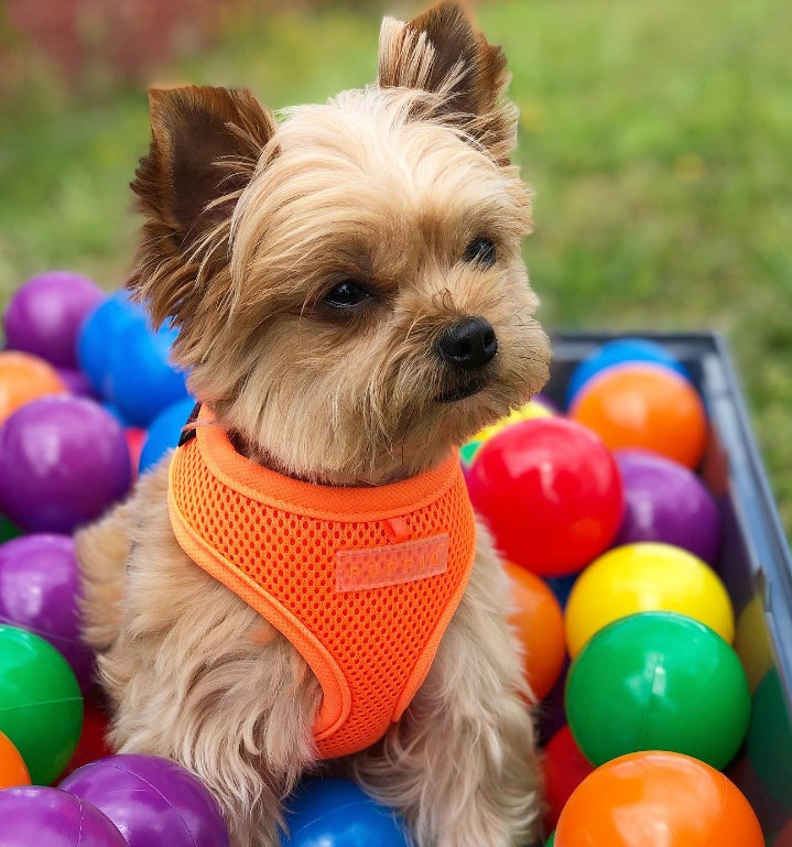 dog/cat harness PUPPIA neon orange M EAN (GTIN) 8806166938308