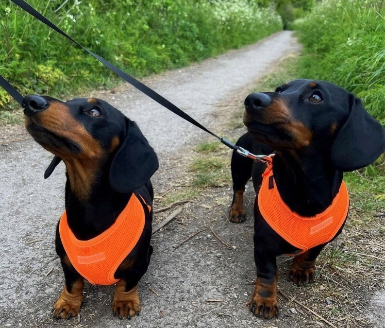 dog/cat harness PUPPIA neon orange M Kind walking harness