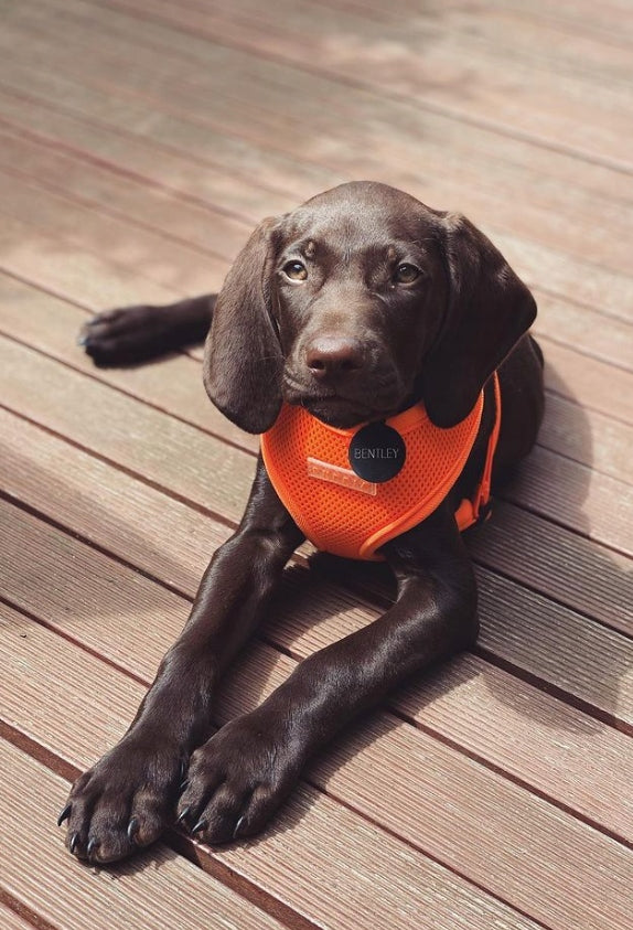 dog/cat harness PUPPIA neon orange M Manufacturer code PAPA-AC1325-OR-M