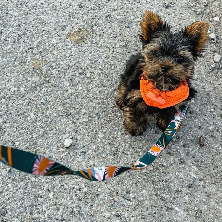 dog/cat harness PUPPIA neon orange M Type adjustable