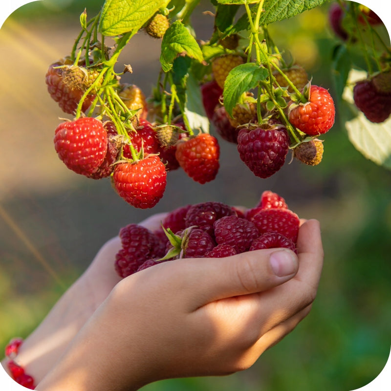 fertilizer for STRAWBERRIES 2kg under strawberries raspberries Siarkopol Garden 2001 Packaging status original