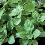 food allergy Forza10 Gastroenteric 4kg acute enteritis and gastritis Manufacturer code 0930004