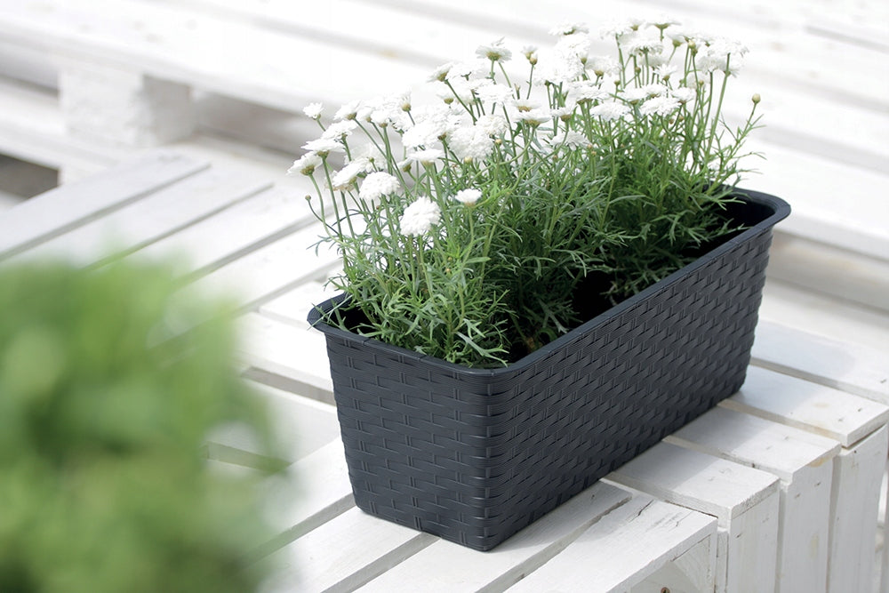 Topf Prosperplast Ratolla Case P DRL600P-S433, 59x16x15 cm