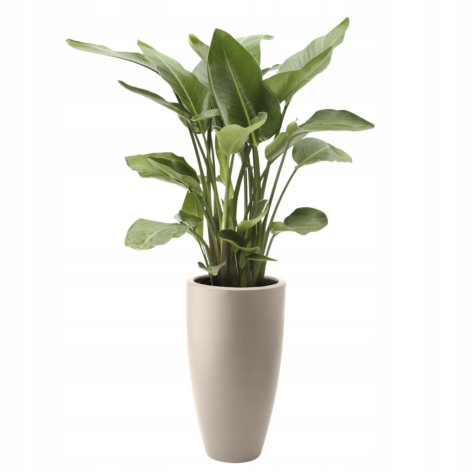 smooth matte beige planter slim high JUNE ROUND 30/53 beige ELHO round Manufacturer code HP-8875203045600