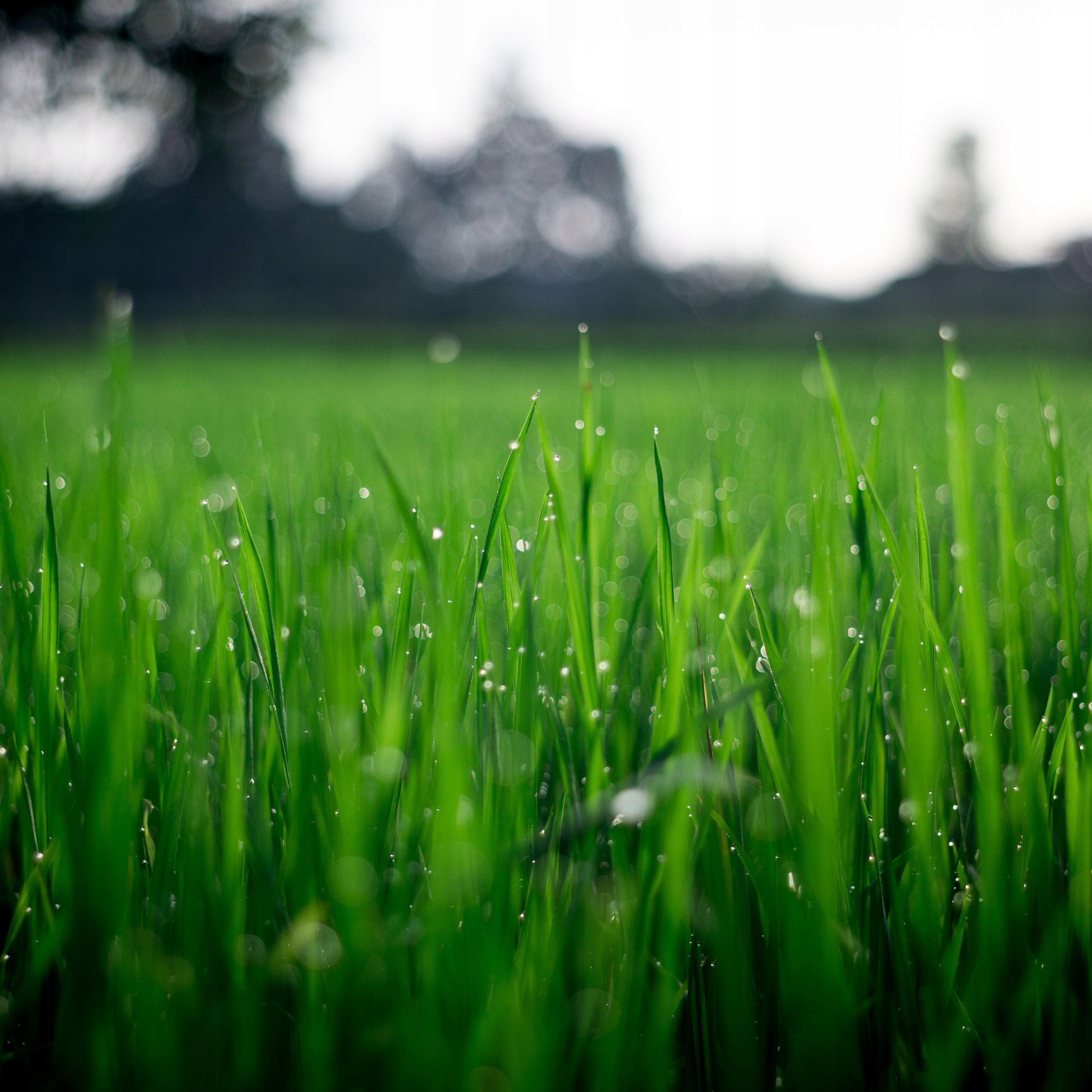 1-Green Turf Sport Golf PLUS - concentrate for regeneration of sports grassland Fertilizer type multicomponent
