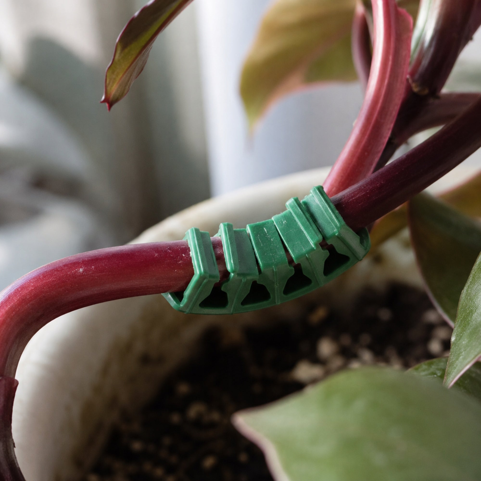 100 PCS ARCHES FOR GRAPES TOMATO STEMS PLANT ARCHES CLIPS CLASP SUPPORT Color green