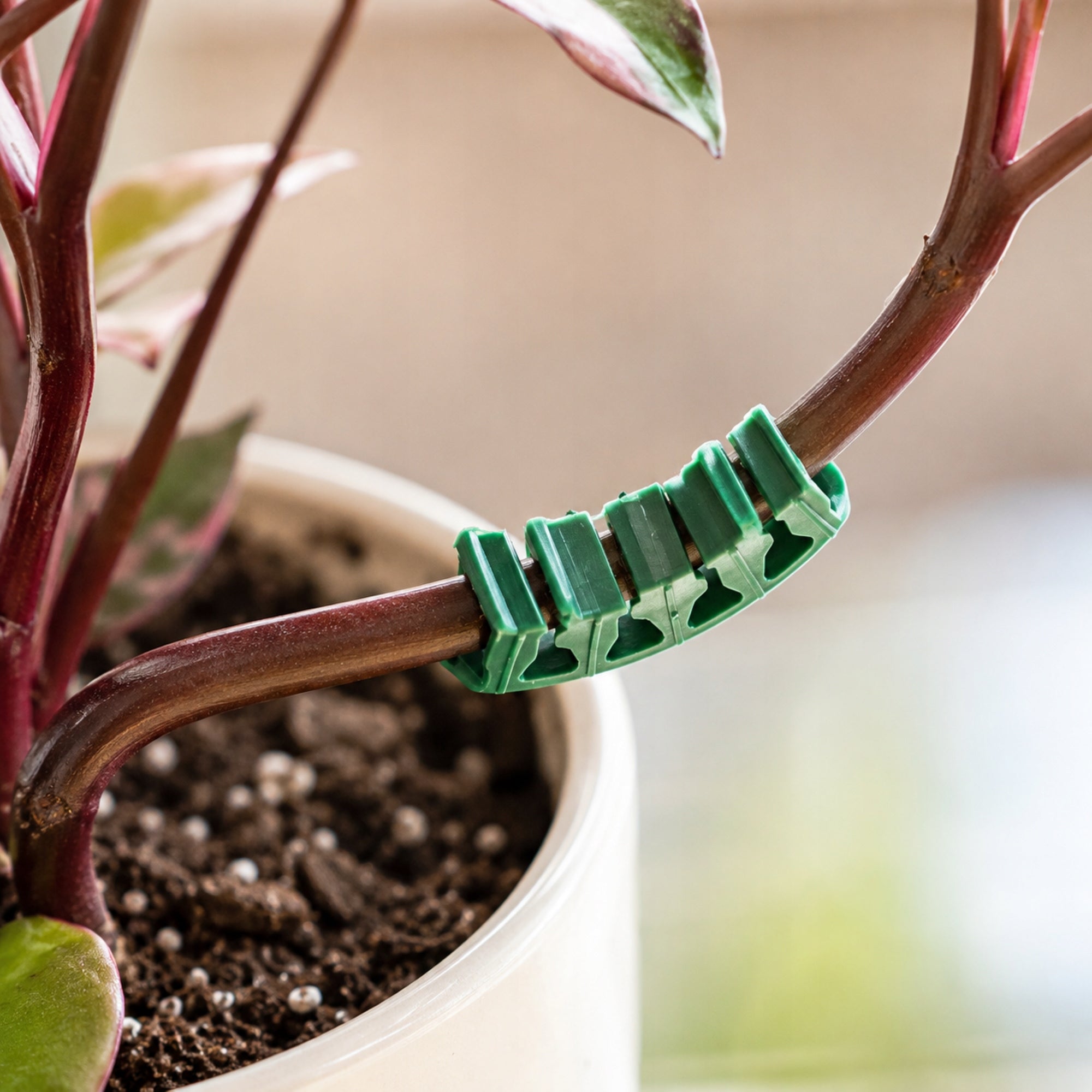 100 PCS ARCHES FOR GRAPES TOMATO STEMS PLANT ARCHES CLIPS CLASP SUPPORT Number of pieces 100 pcs