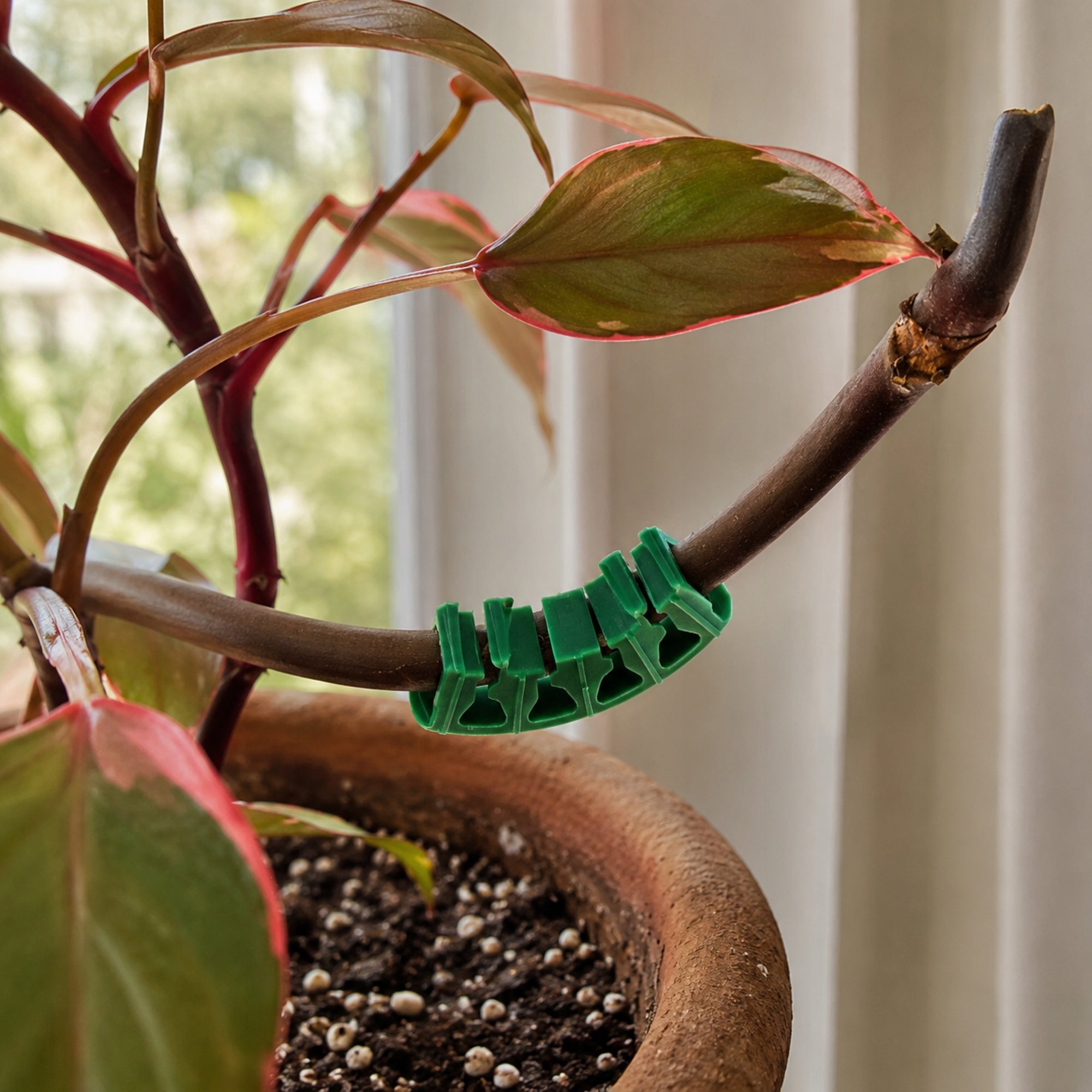100 PCS ARCHES FOR GRAPES TOMATO STEMS PLANT ARCHES CLIPS CLASP SUPPORT Packaging status original