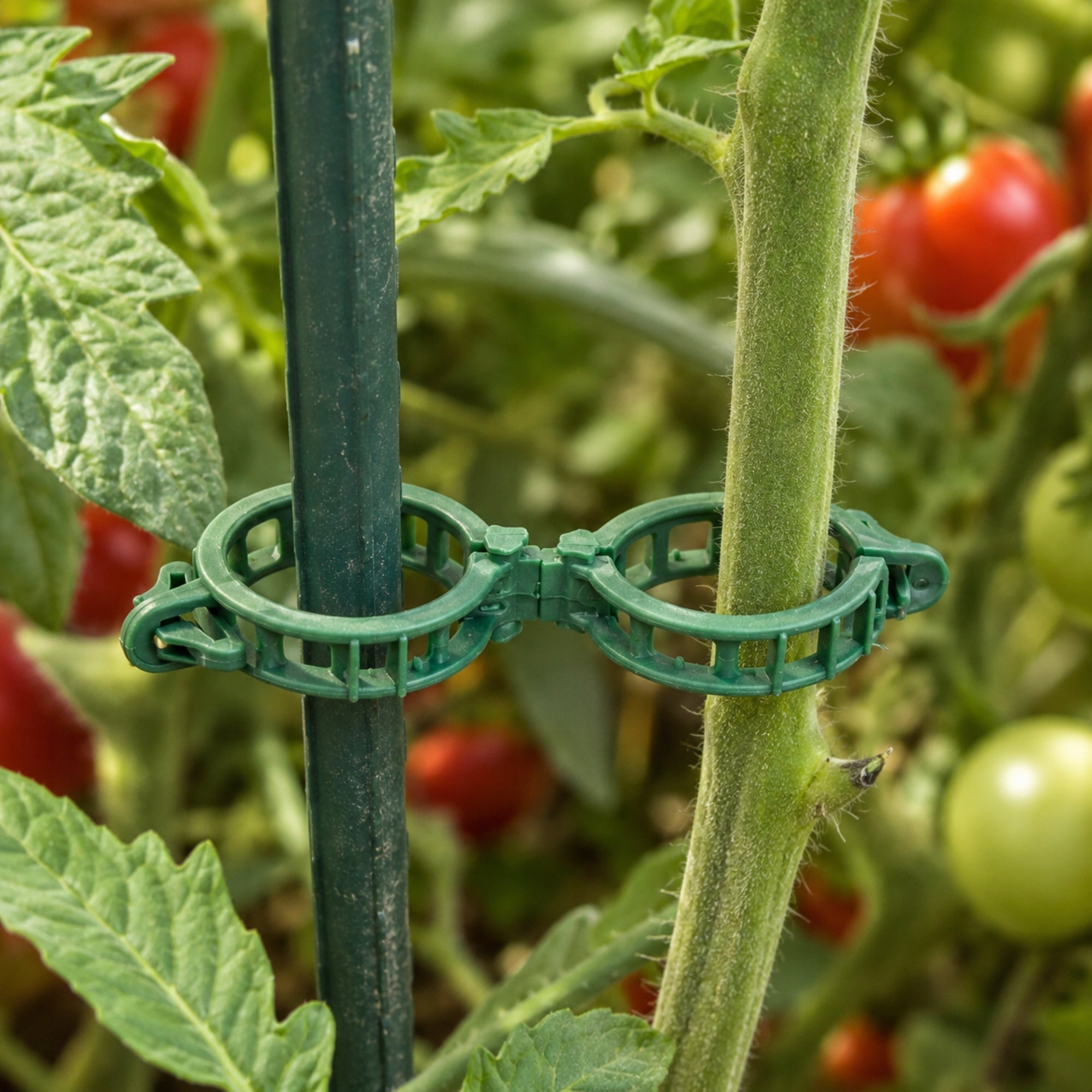 100 PCS PLANT CLIPS CLASPS FIXING STEMS OF TOMATO SHOOTS CUFFLINKS Packaging status original