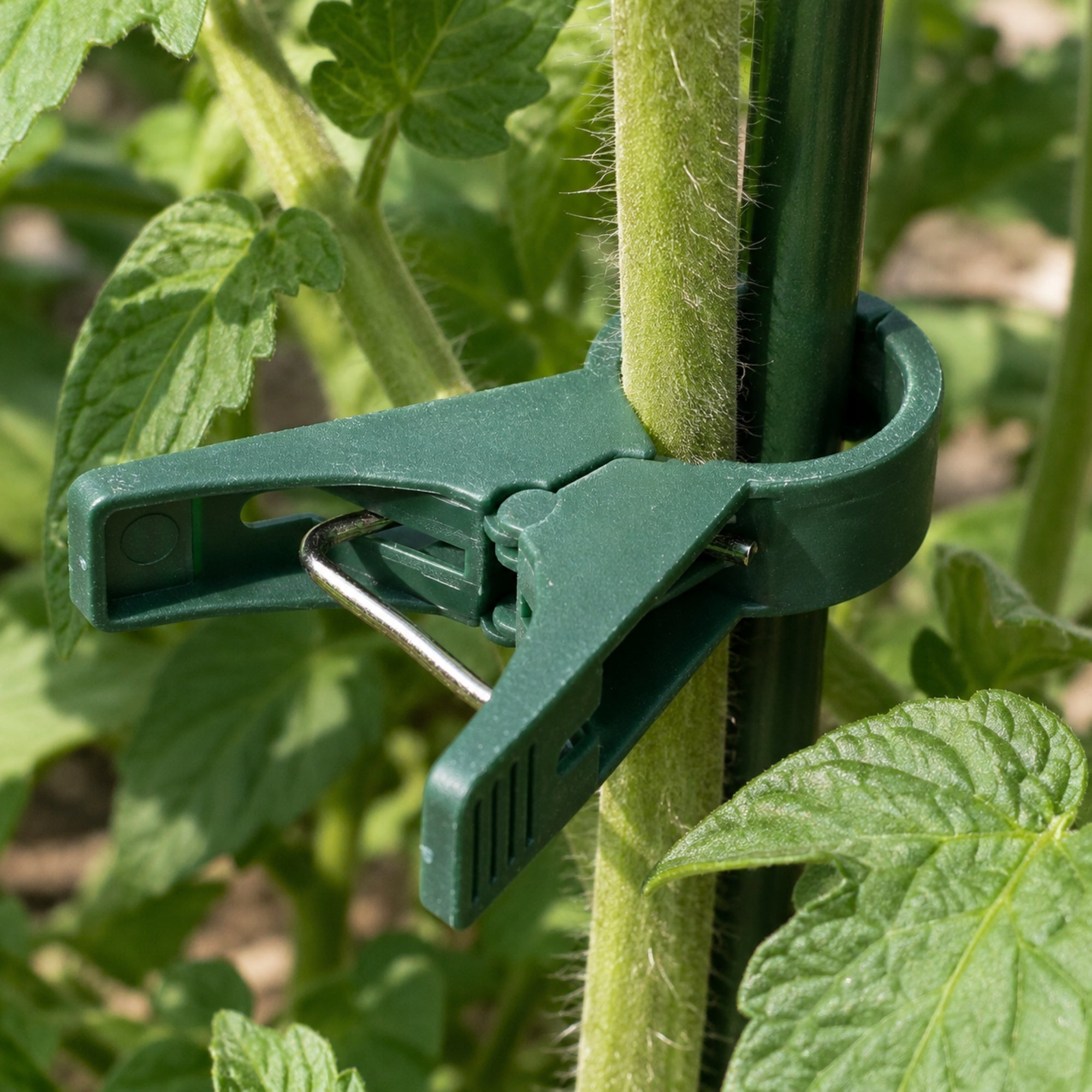 10PCS PLANT CLIPS CLASPS FIXING SHOOTS TOMATO STEMS CLIPS STRONG Color green