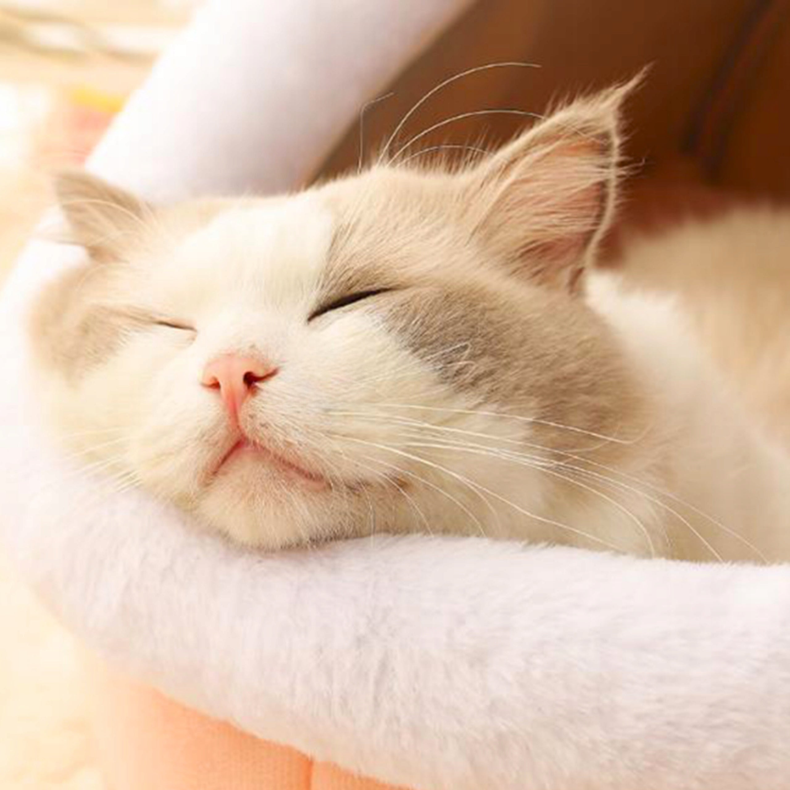 2 x BED CAT BOOTH DOG 2in1SOFT BED PILLOW TOY Product width 27 cm