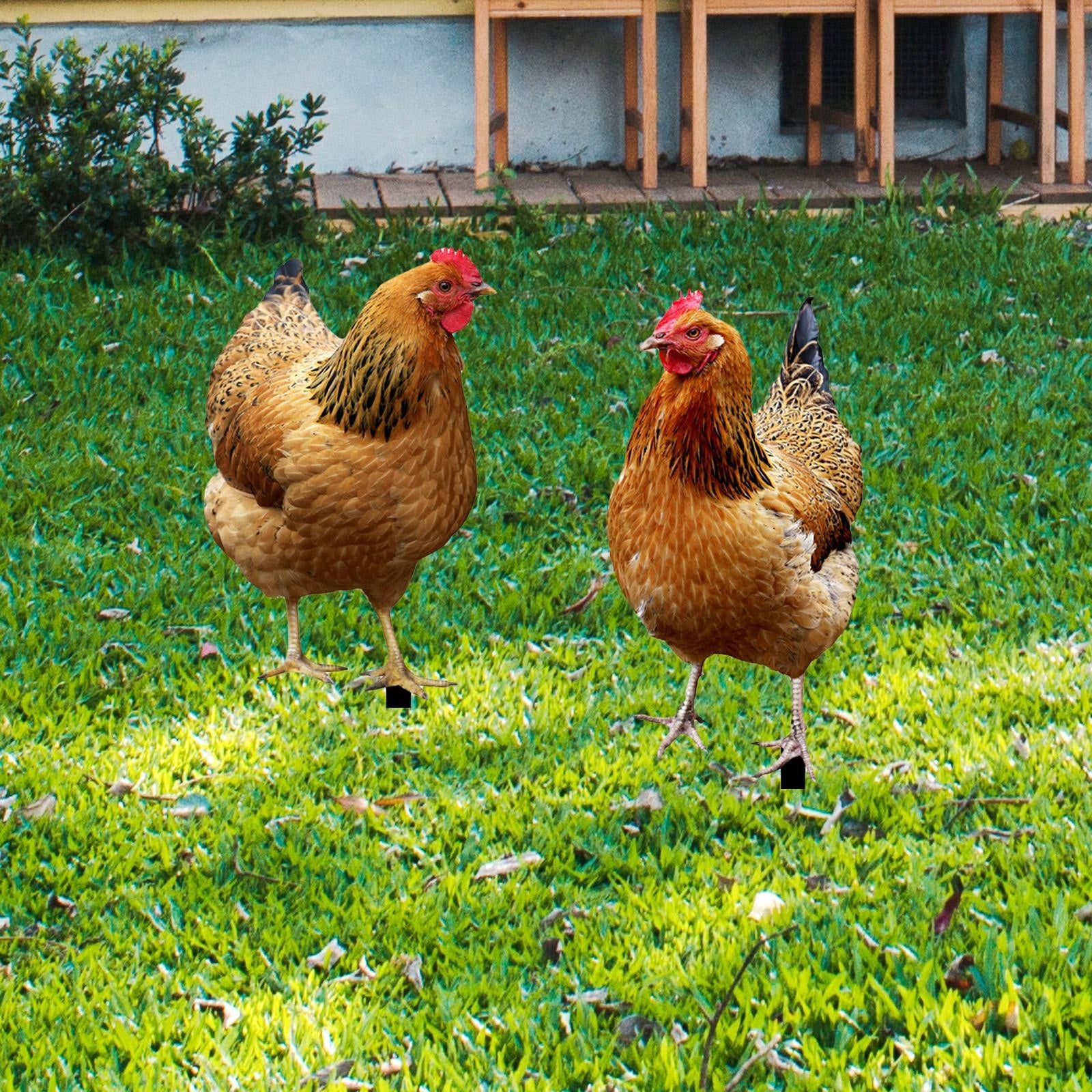 2Pcs Hen Statue Garden Stakes Chicken Figurines Ground Insert for Courtyard Type nesting box (feeder)