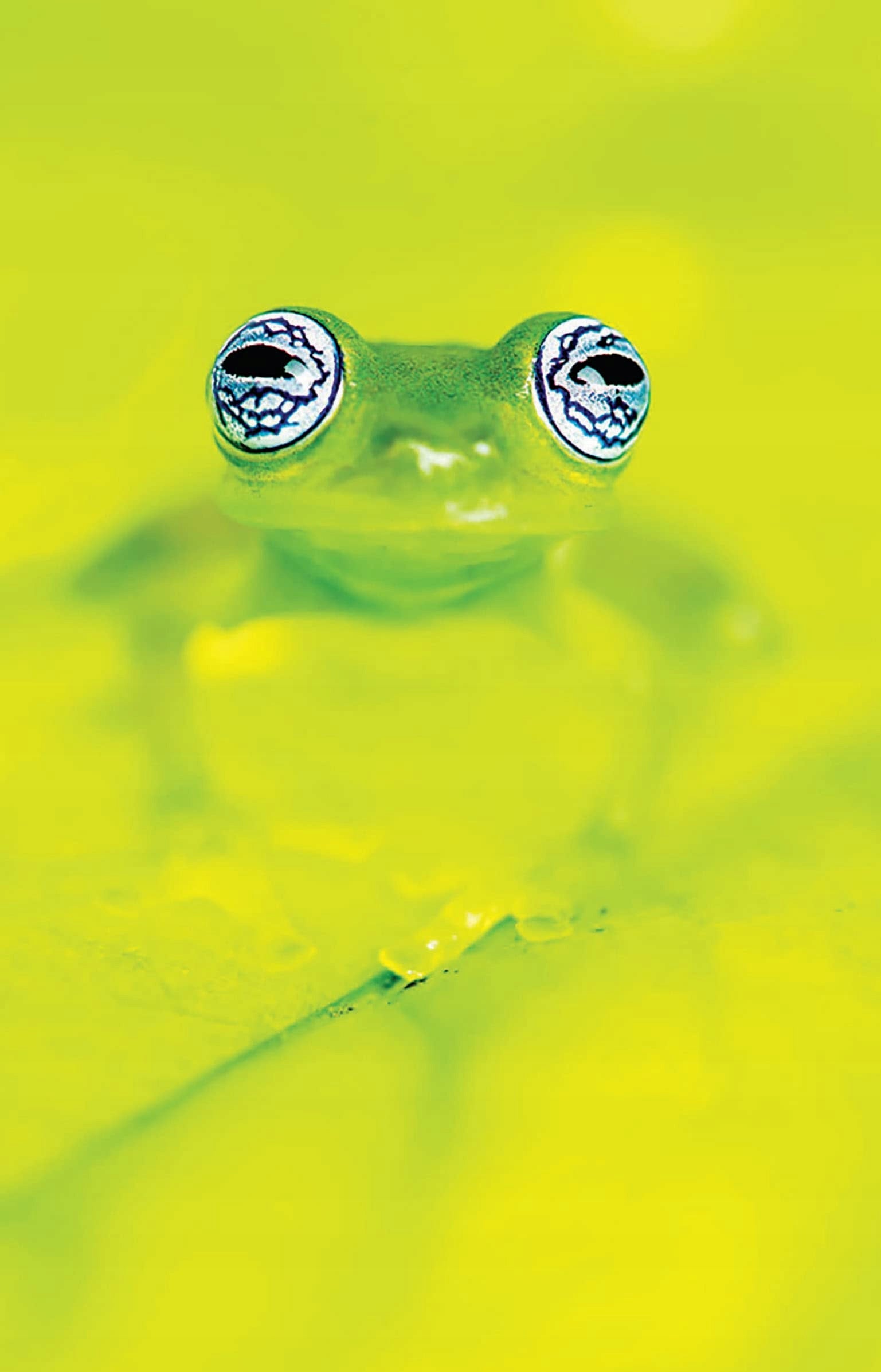 Pocket Guide to the Amphibians and Reptiles of Costa Rica