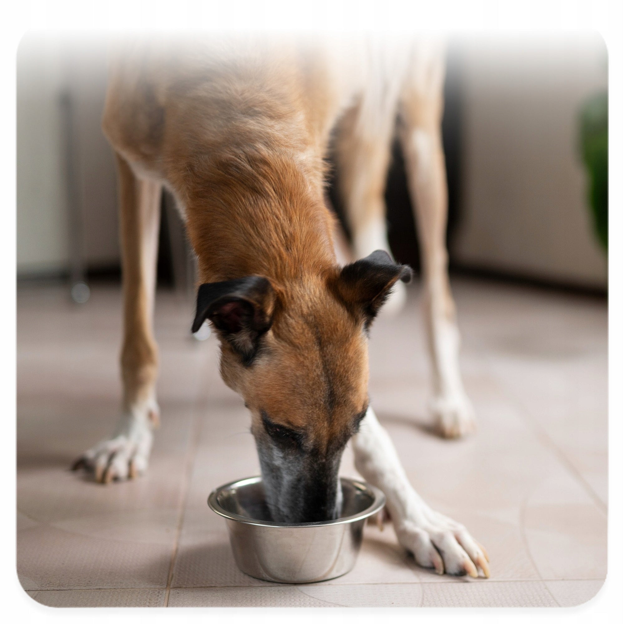 2x PSA BOWL 2,8l Large Stainless Water Bowls Food 28cm DISHWASHER SAFE 4D Capacity 2.8 l