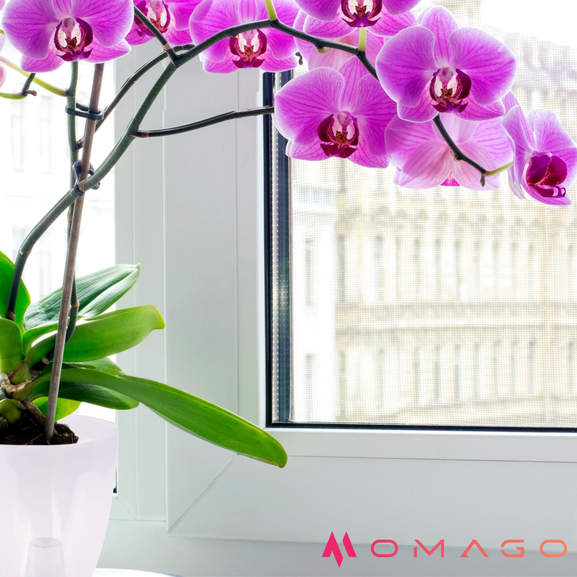 3 x ORCHID POT COVER 12CM TRANSPARENT Maximum width 13 cm