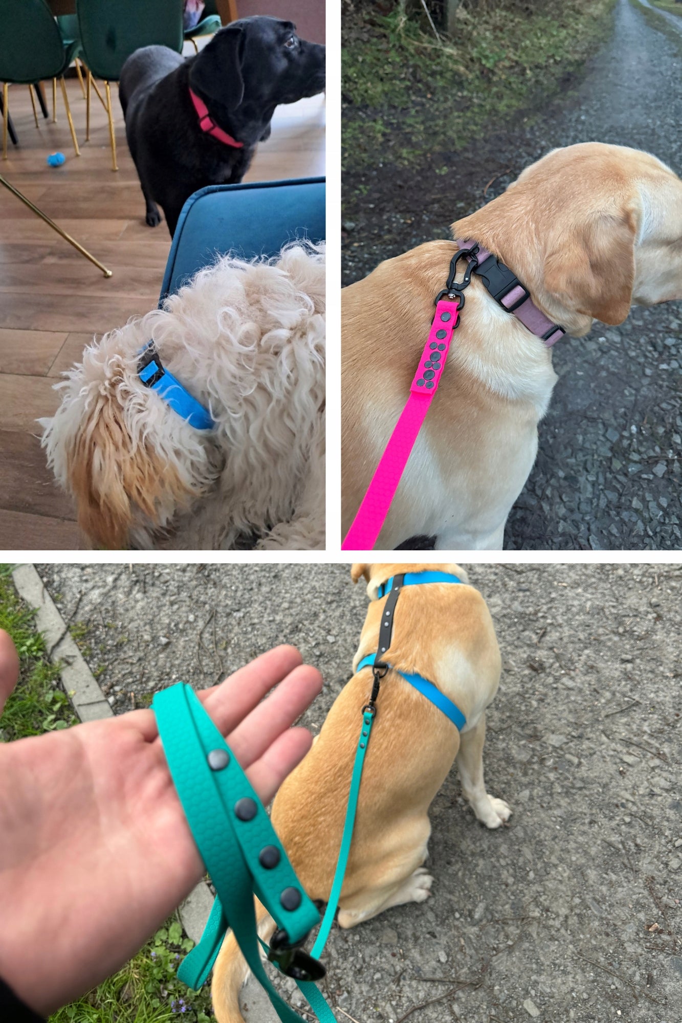 3M 10MM ADJUSTABLE WATERPROOF LEASH - SHELBY LOCK EDITION AND SHELBYPETS Kind detachable
