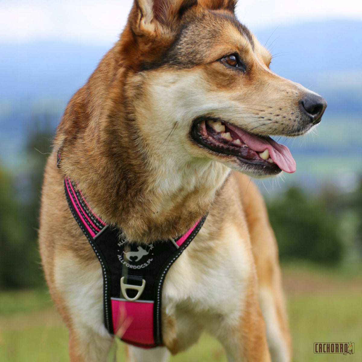 3X-SPORT HARNESS, PINK, SIZE XS Brand All For Dogs