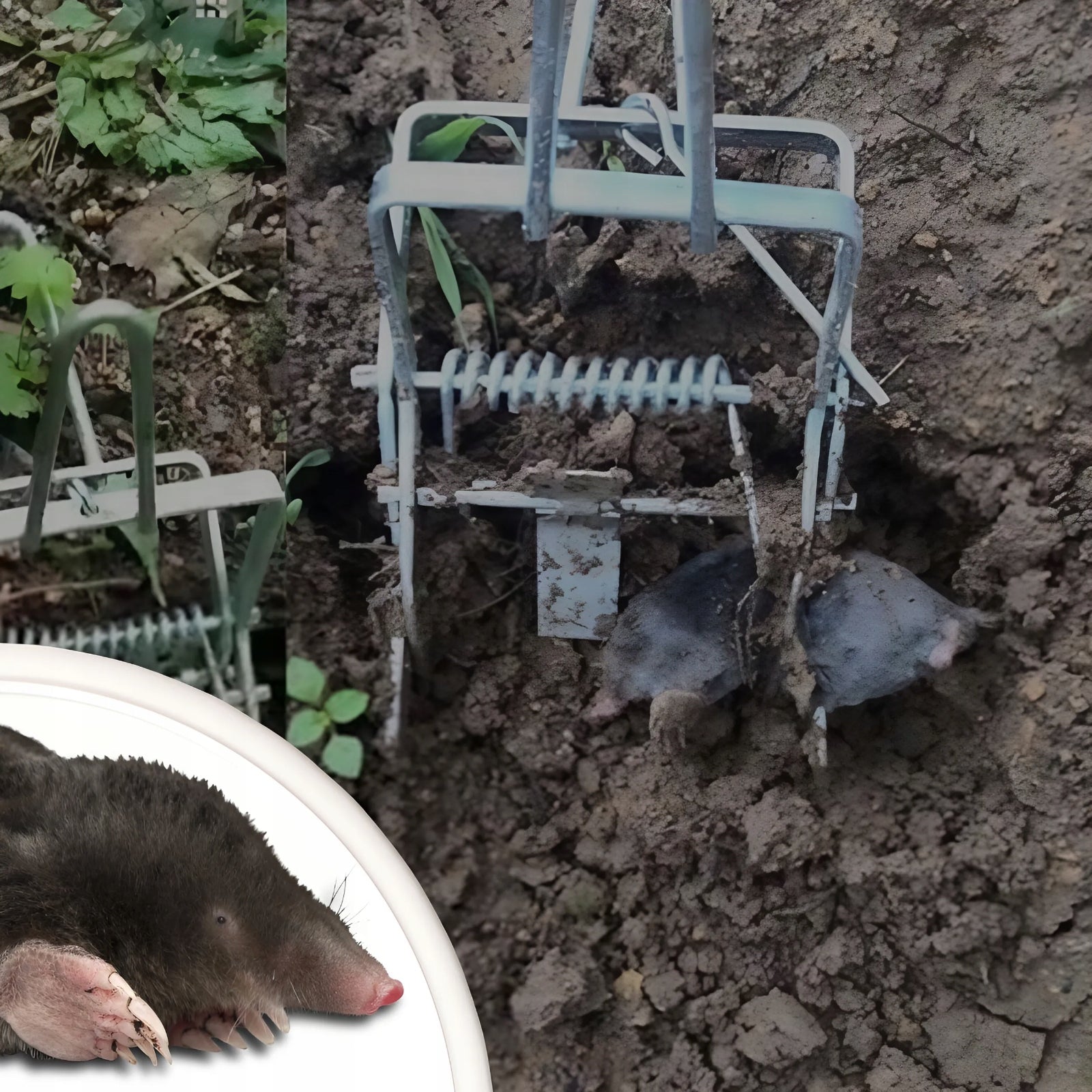 3x MOLE PAW TRAP VOLES PROFESSIONAL METAL GUILLOTINE MOLECATCHER Kind trap