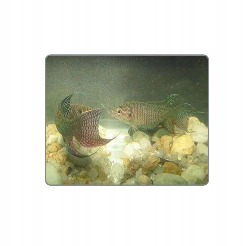 4.3 INCHES UNDERWATER FISHING CAMERA 1080P EAN (GTIN) 0765279161462