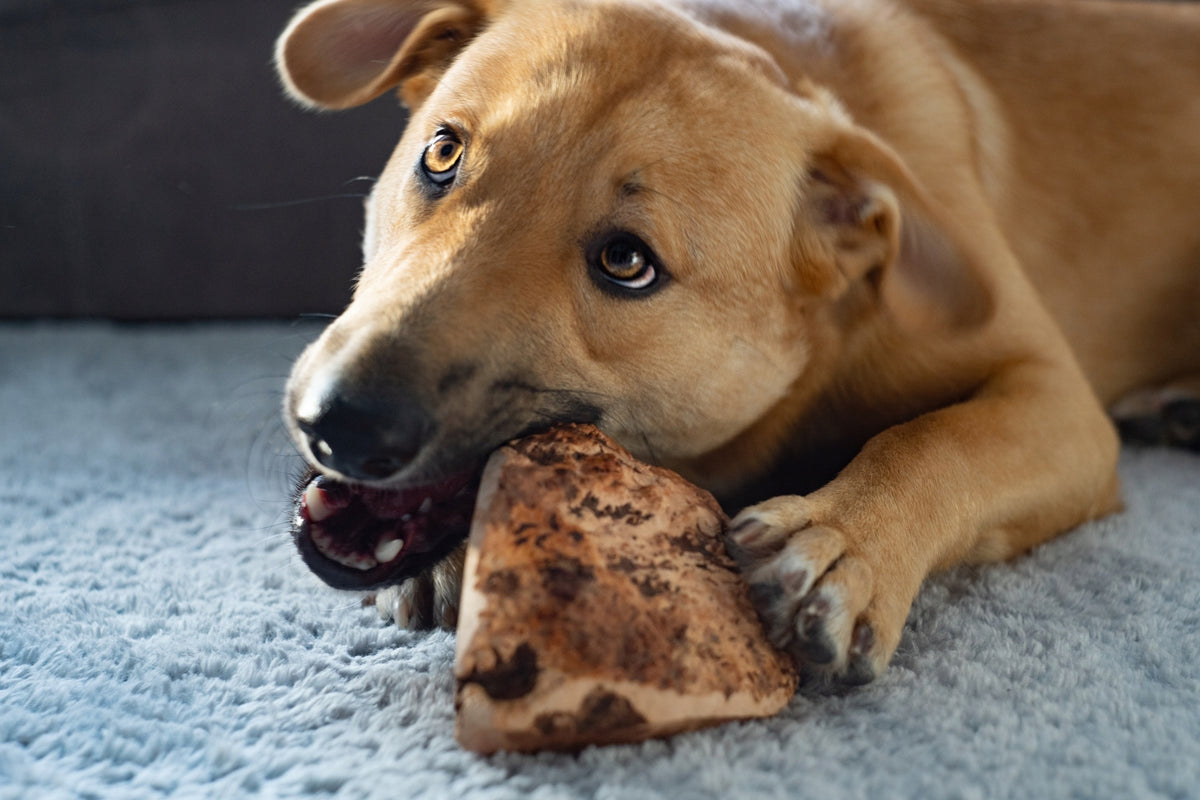 4DOGS Heather Wood Dog Teether Root L Flavor wood