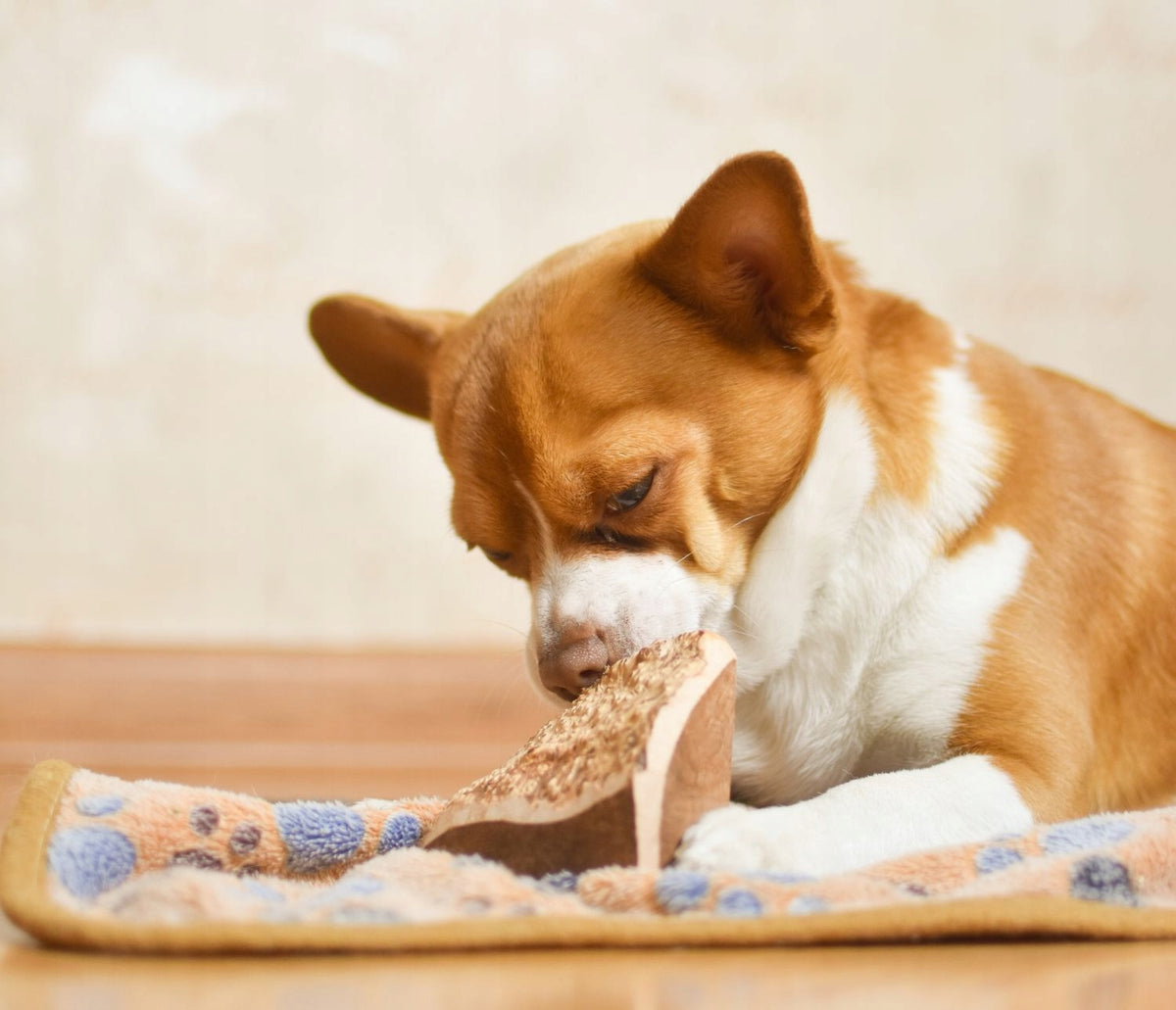 4DOGS Wooden boil root teether S Volume 0 ml