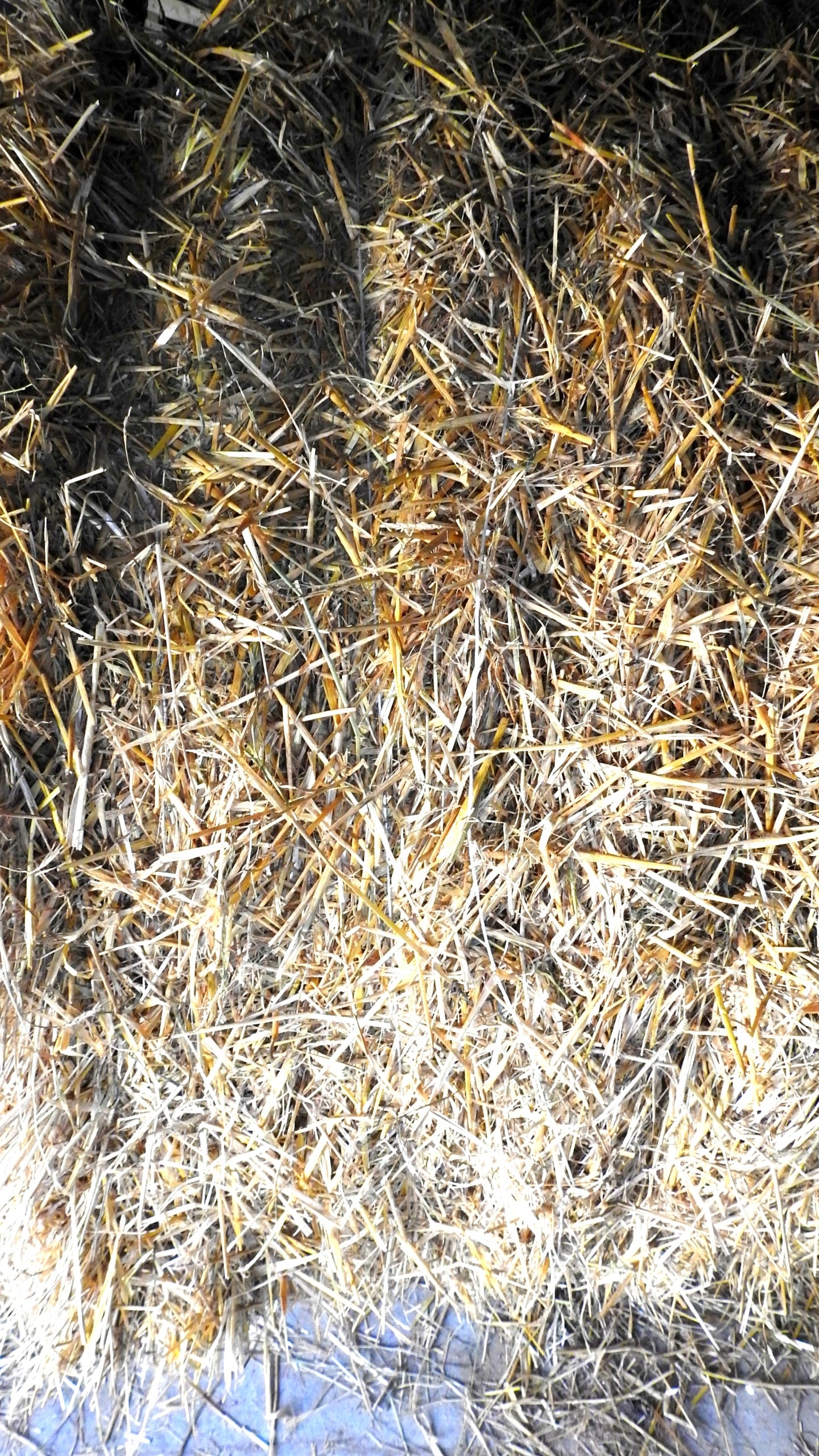 BARLEY STRAW -4 PCS NATURAL ANTIALGAE FOR POND MESH PACKED IN MESH