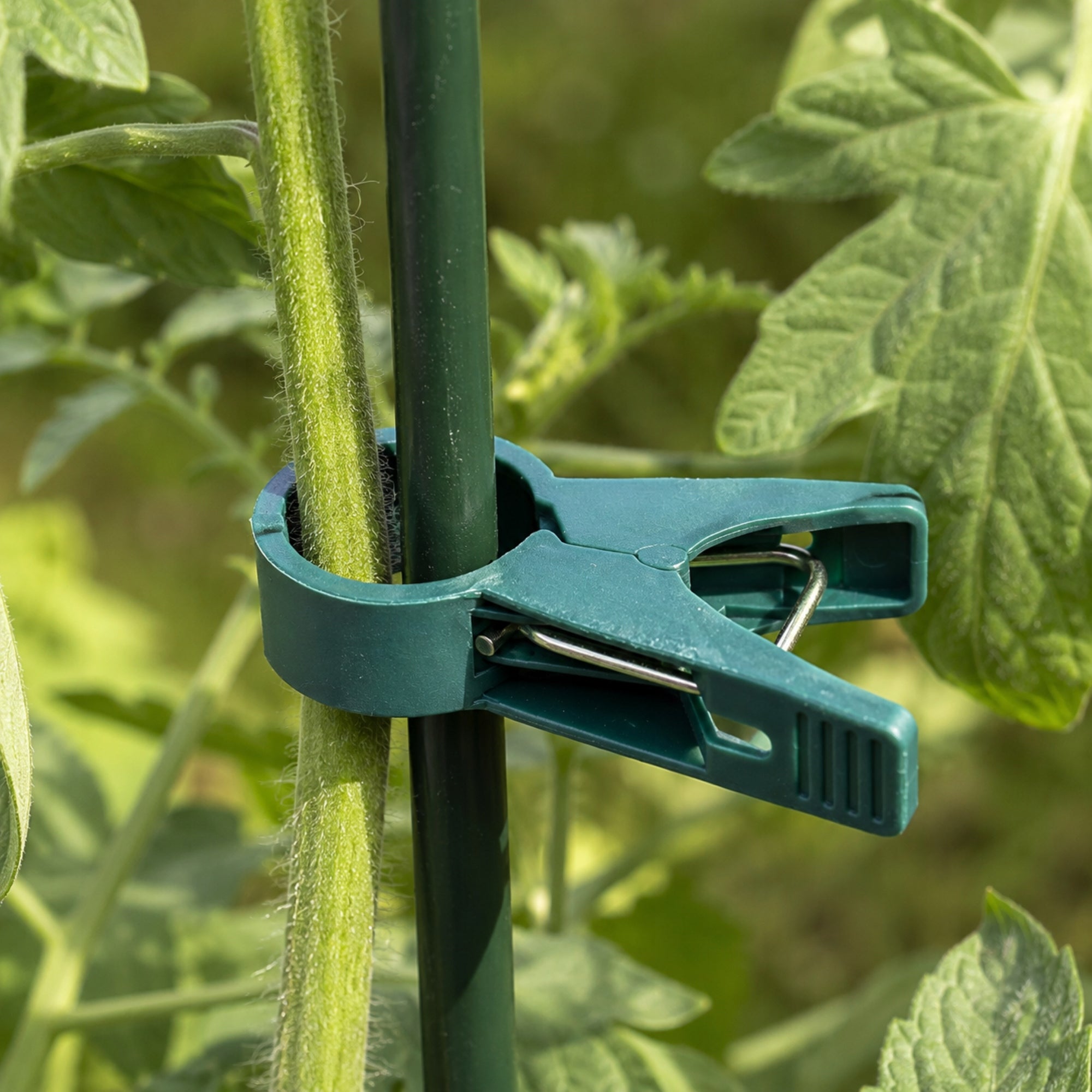 50PCS PLANT CLIPS CLASPS FIXING SHOOTS TOMATO STEMS CLIPS STRONG Packaging status original